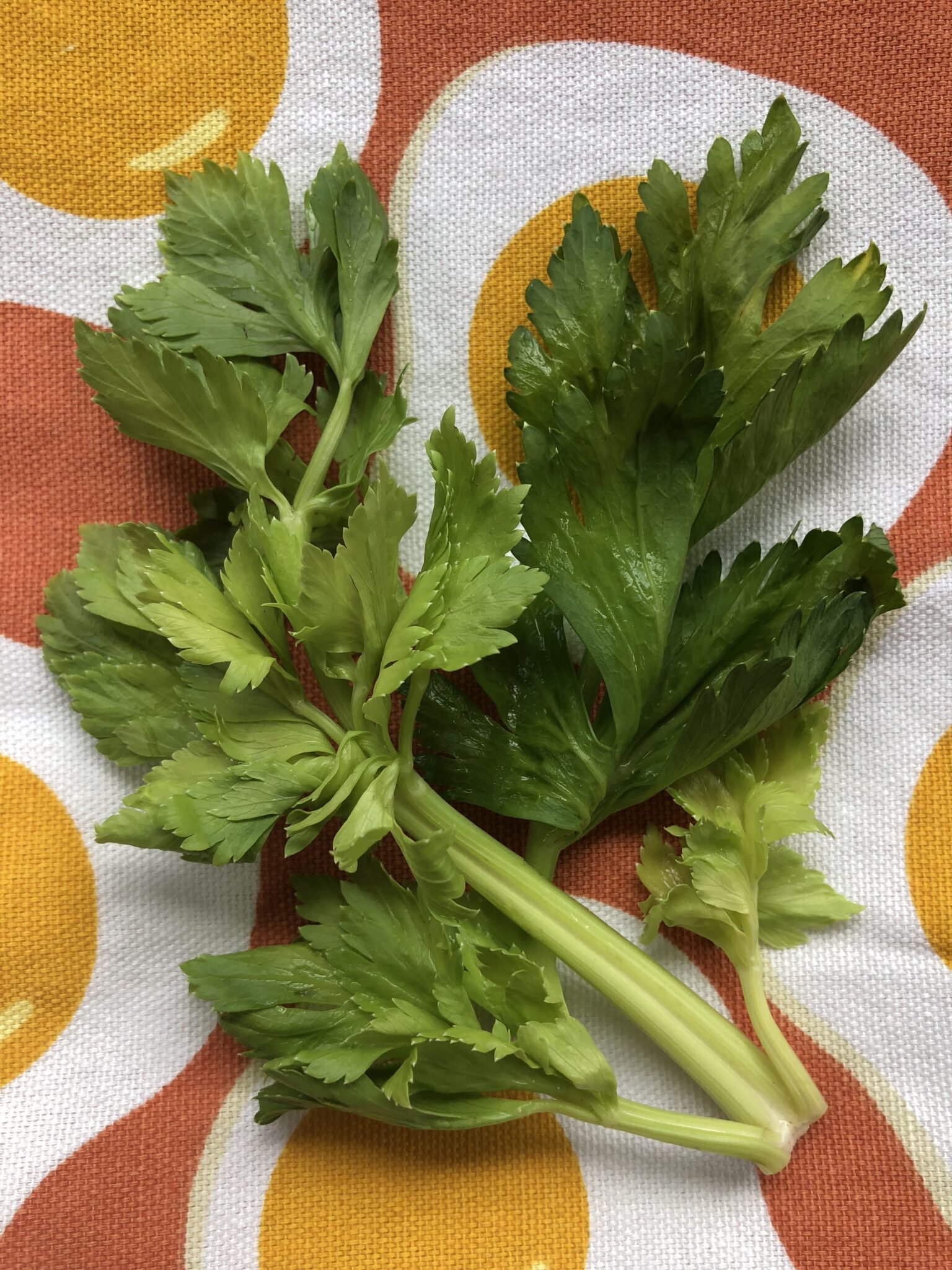 leaves-of-celery-how-to-use-celery-leaves-my-veg-table